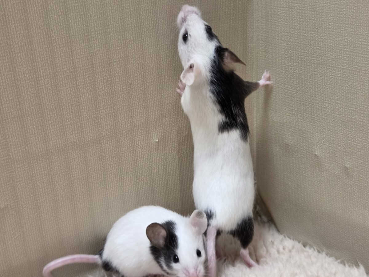 パンダマウス