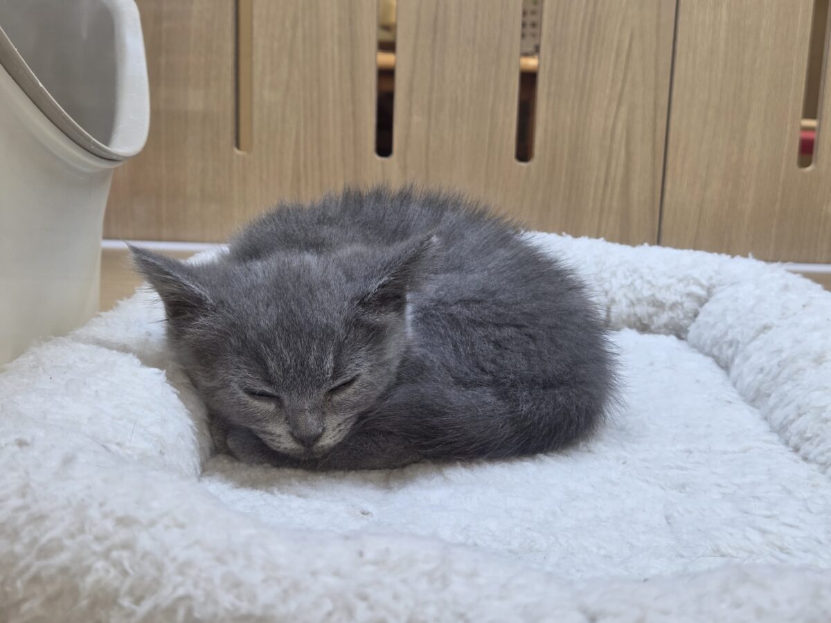ブリティッシュショートヘア