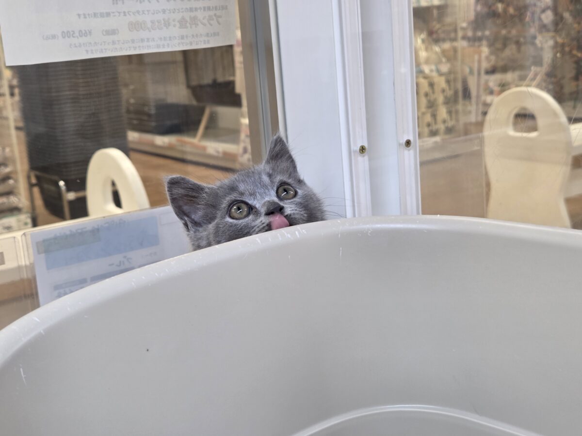 ブリティッシュショートヘア