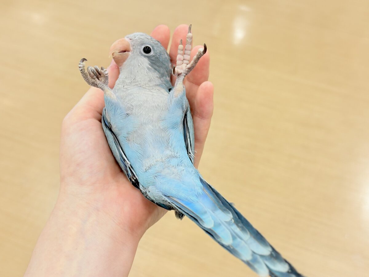 【最新画像更新🪄もうすぐひとり餌☆】飛びきりのスマイル😊ウケケケダンスに魅了されちゃう((🐣))🪇💖オキナインコ(ブルー) ヒナ オキナインコ