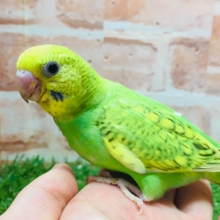 グリーンカラーのセキセイちゃんがやってきましたよ～💚💚💚　セキセイインコ（スパングル）