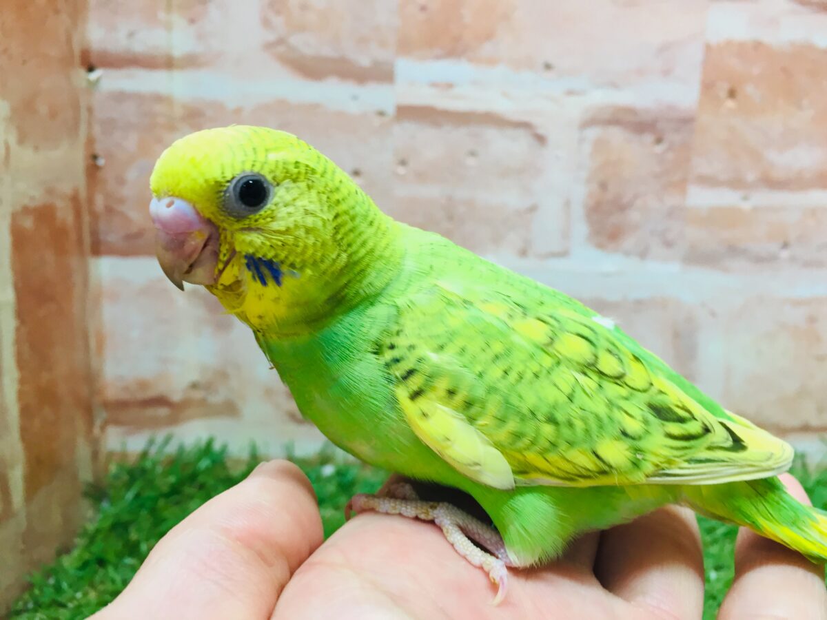 グリーンカラーのセキセイちゃんがやってきましたよ～💚💚💚　セキセイインコ（スパングル）