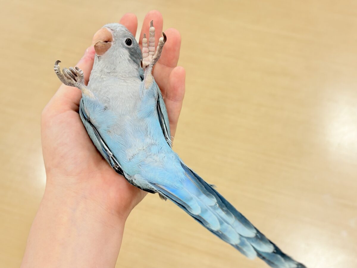 【最新画像更新🪄もうすぐひとり餌☆】飛びきりのスマイル😊ウケケケダンスに魅了されちゃう((🐣))🪇💖オキナインコ(ブルー) ヒナ オキナインコ