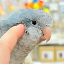 【最新画像更新🪄もうすぐひとり餌‪☆】飛びきりのスマイル😊ウケケケダンスに魅了されちゃう((🐣))🪇💖オキナインコ(ブルー) ヒナ