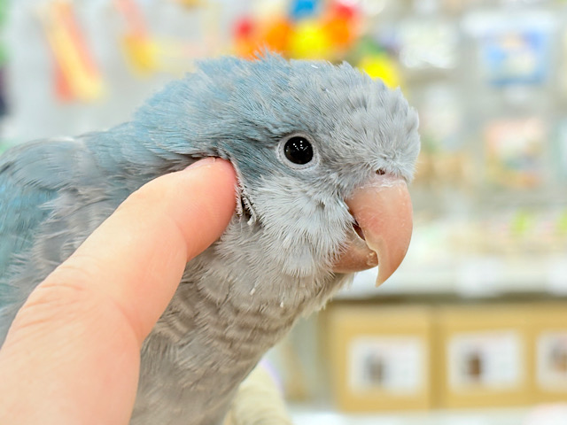 最新画像更新🪄もうすぐひとり餌‪☆】飛びきりのスマイル😊ウケケケダンス‬