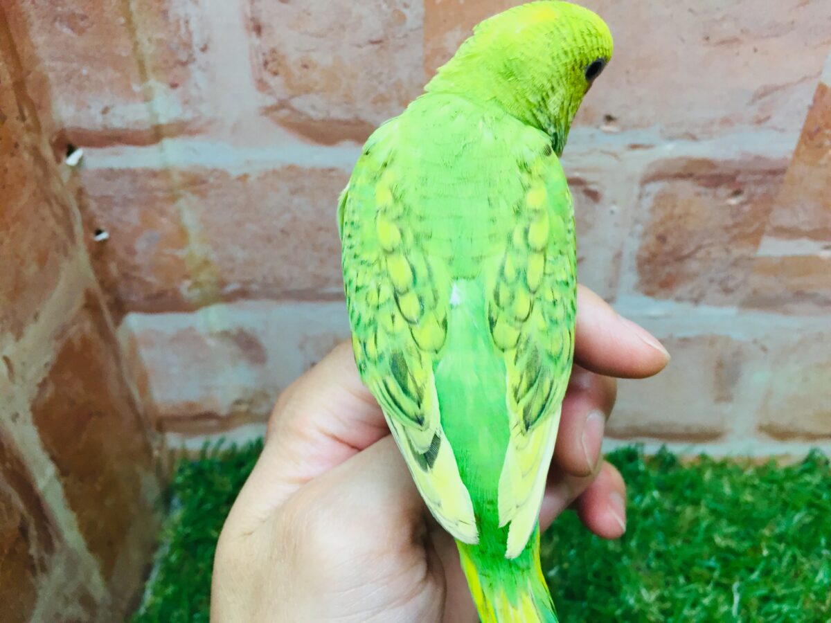 セキセイインコ