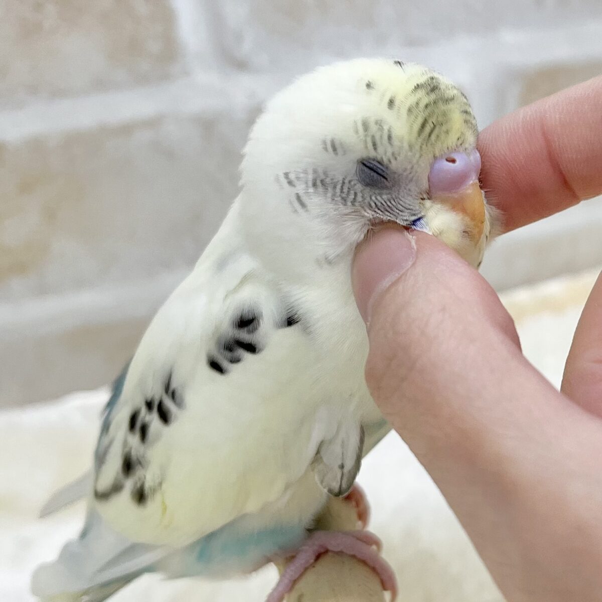 【🆙最新画像あり‼️】永遠のベイビーフェイス💛🤍　セキセイインコ（クリームハルクイン）
