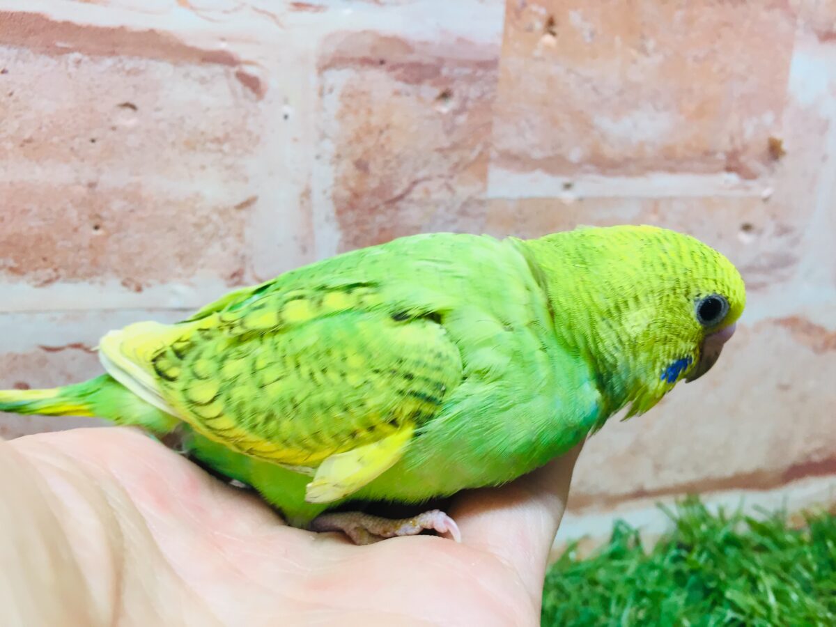 セキセイインコ