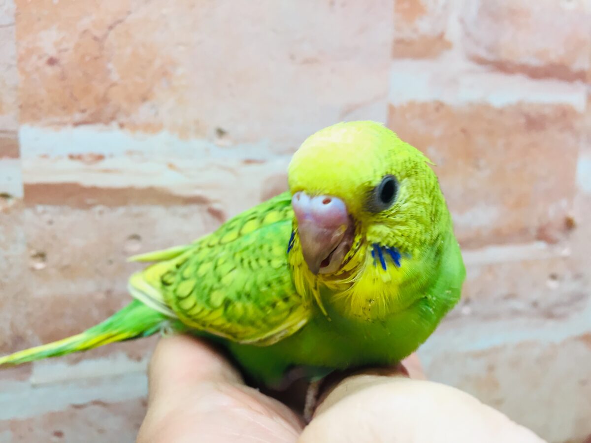 セキセイインコ