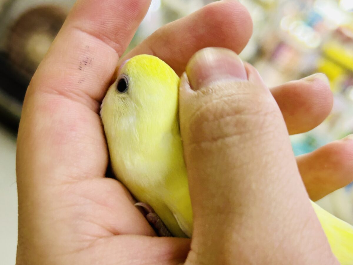セキセイインコ