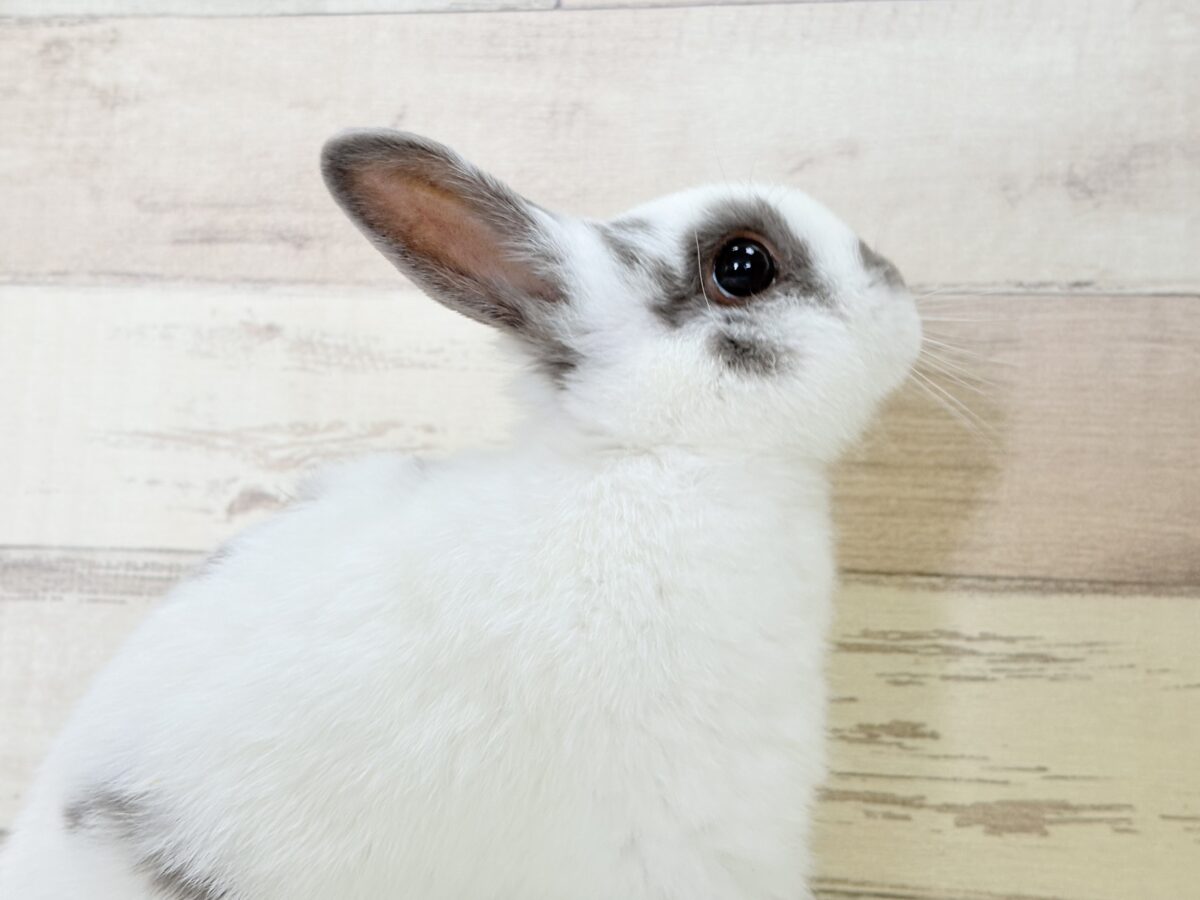 ネザーランドドワーフ
