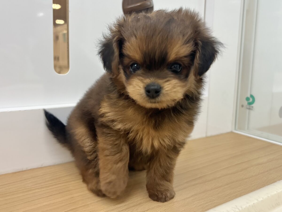 ポメプー
