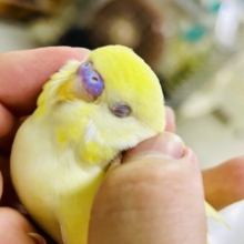 ✨最新画像✨優しみ〜🧁カスタードだぁ〜いすき🍯🧸❕セキセイインコ(クリーム/2026年4月生まれ)