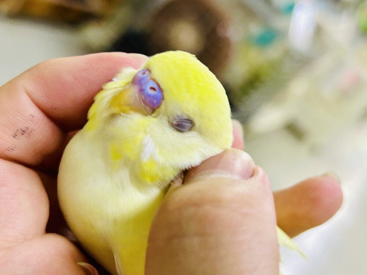 ✨最新画像✨優しみ〜🧁カスタードだぁ〜いすき🍯🧸❕セキセイインコ(クリーム/2026年4月生まれ)