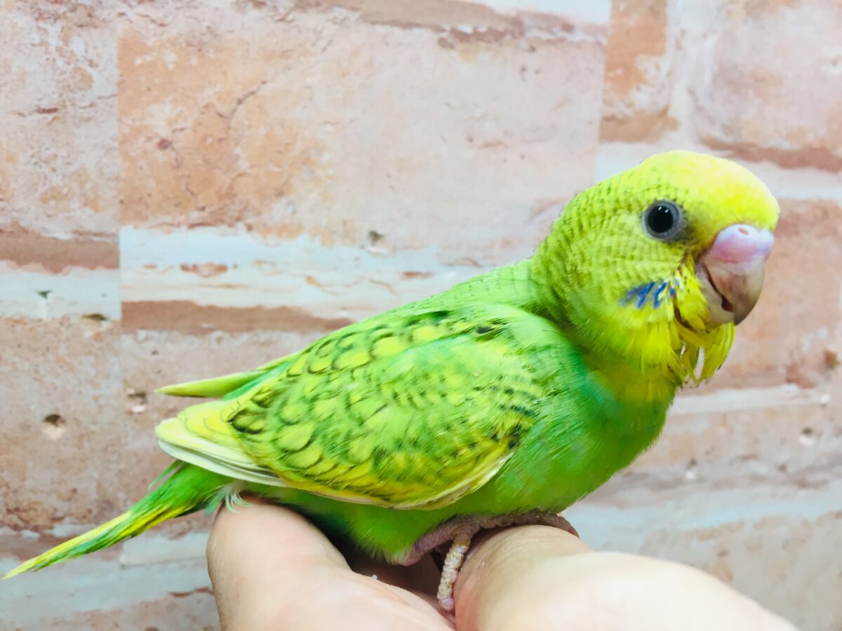 セキセイインコ