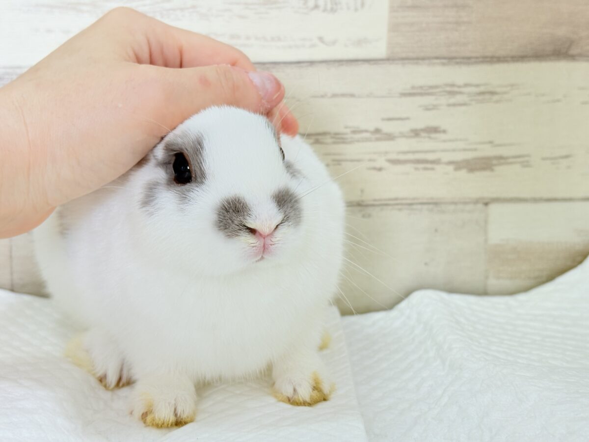 ネザーランドドワーフ