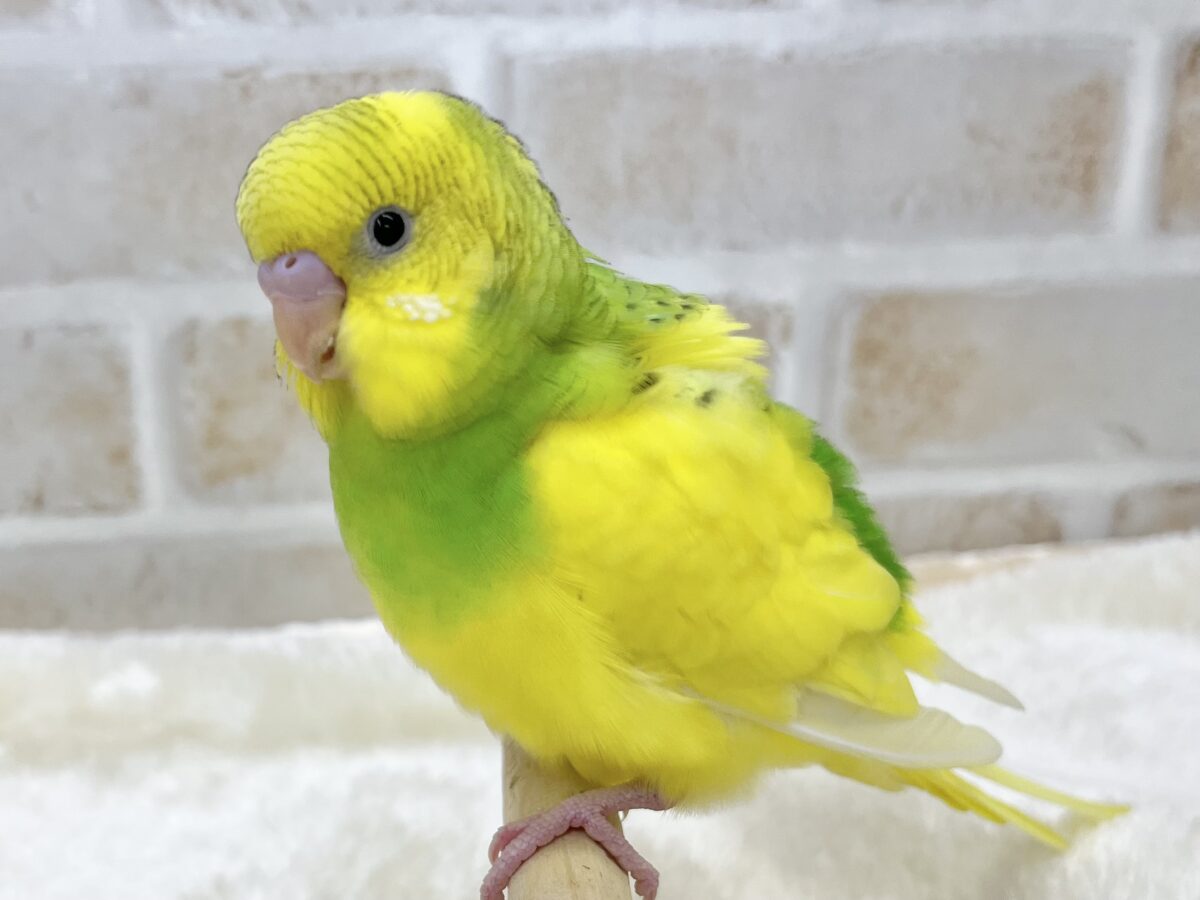 セキセイインコ