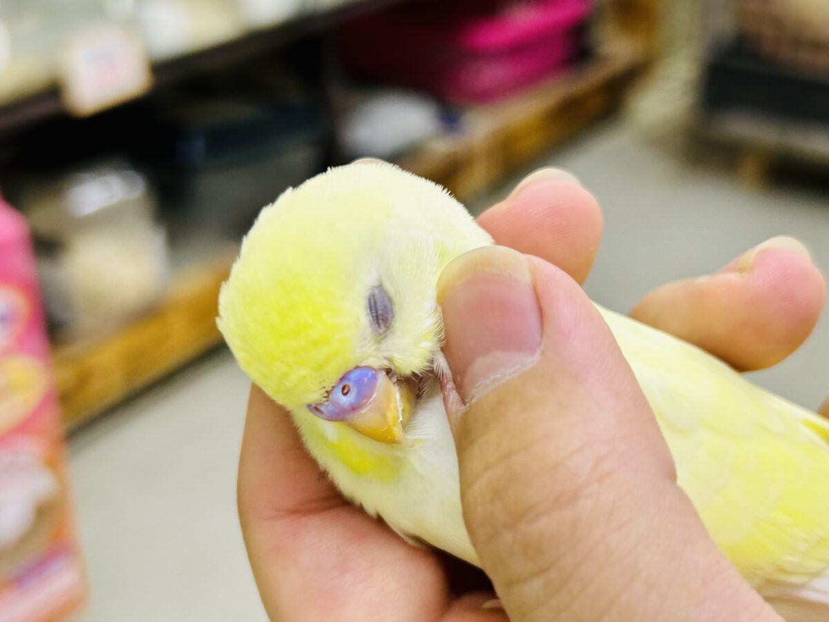 セキセイインコ