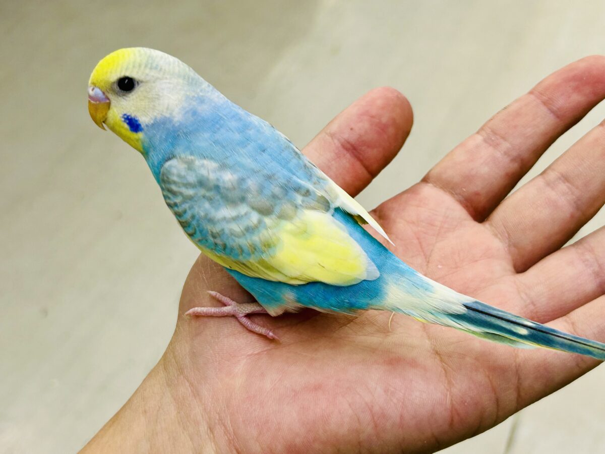 セキセイインコ