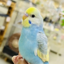 メロメロレインボーアイス🍦　セキセイインコ