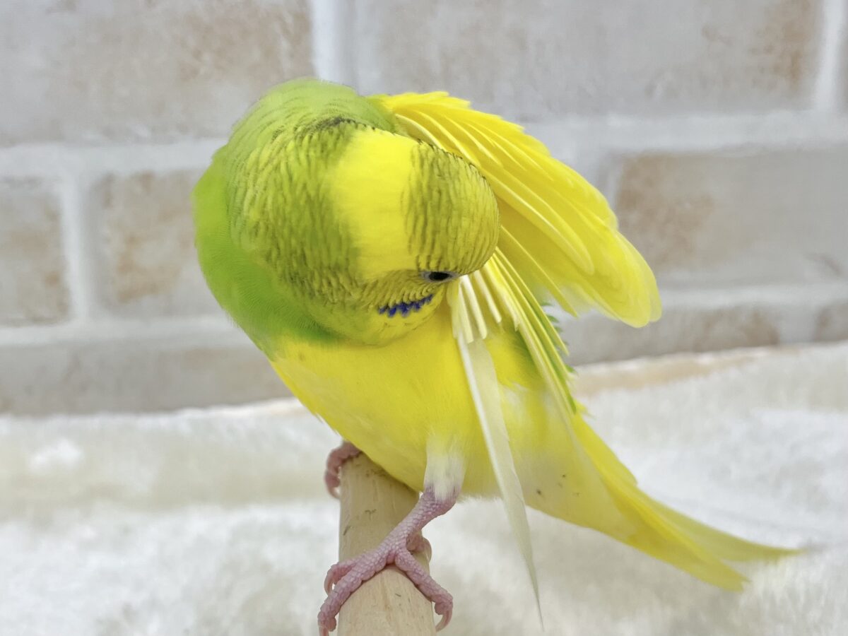 セキセイインコ