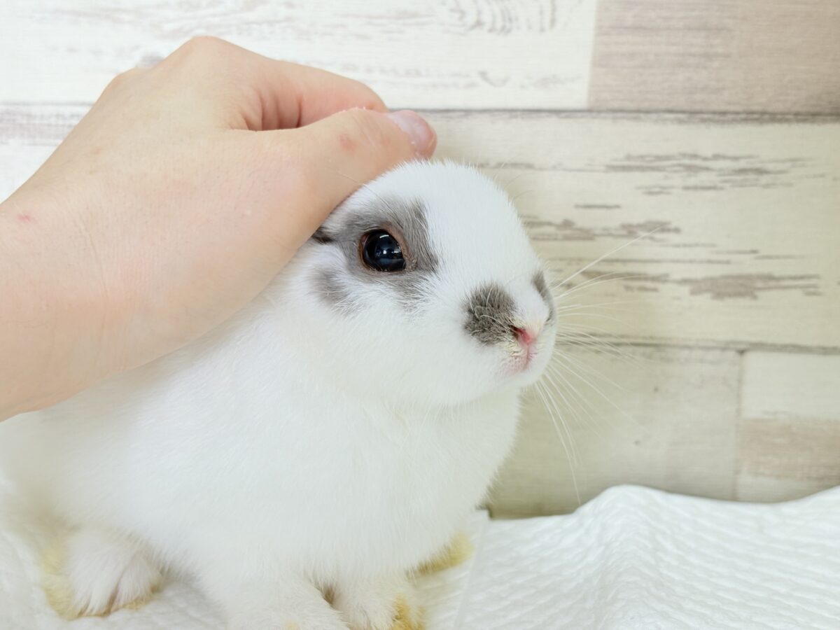 ネザーランドドワーフ