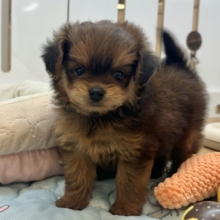 かんわいいいコグマちゃん！？ポメプーちゃん！