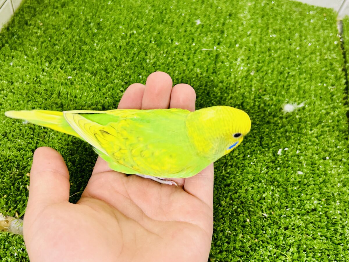 【最新画像更新☆☆】ワタワタばいちゃ👋逆タンポポ?!🌼.*セキセイインコ(イエロースパングル/2026年5月生まれ) セキセイインコ