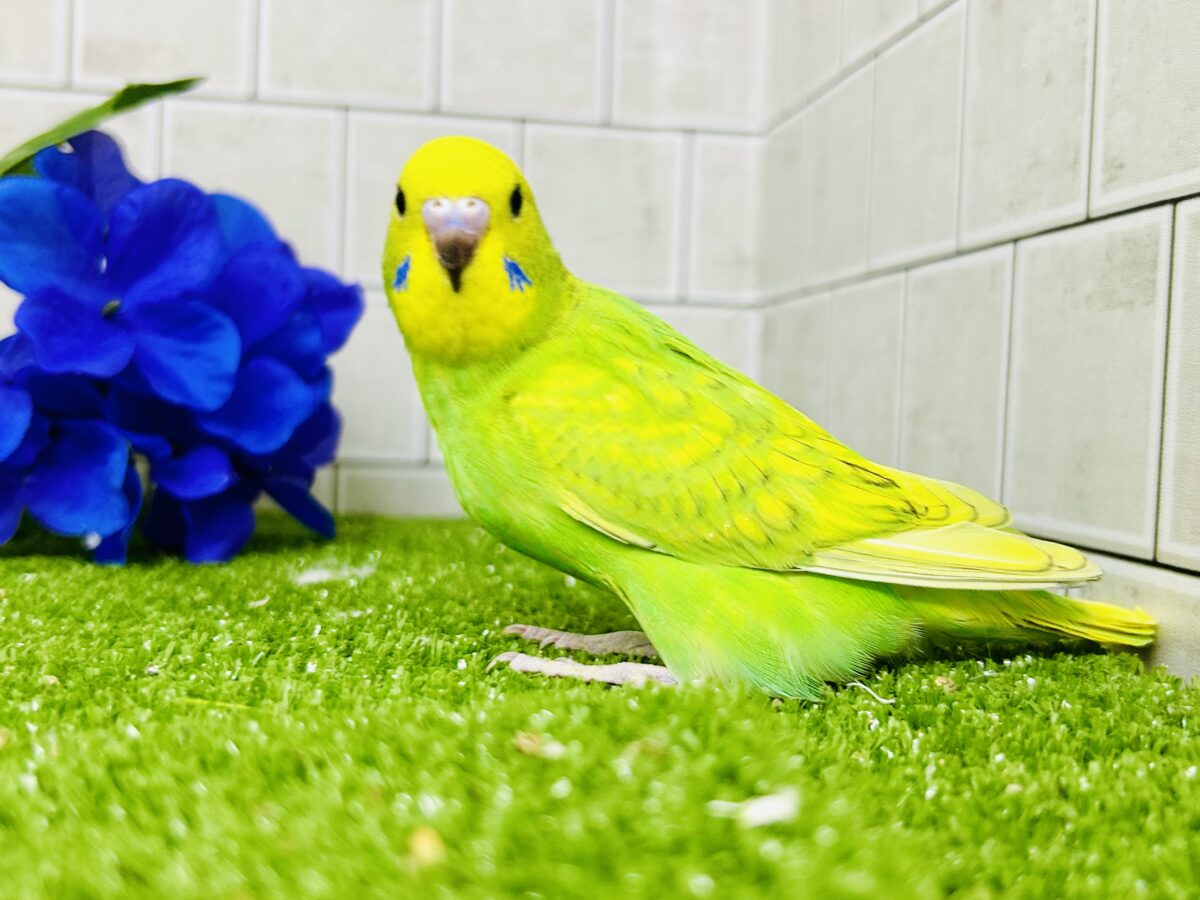 セキセイインコ