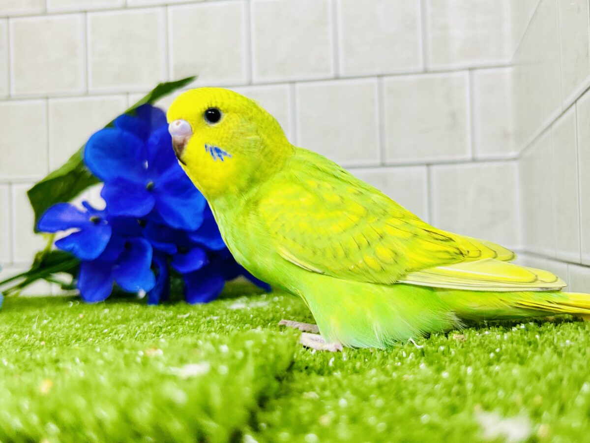 セキセイインコ