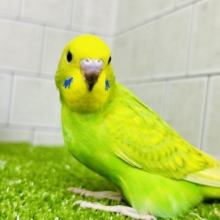 【最新画像更新☆☆】ワタワタばいちゃ👋逆タンポポ?!🌼.*セキセイインコ(イエロースパングル/2026年5月生まれ)