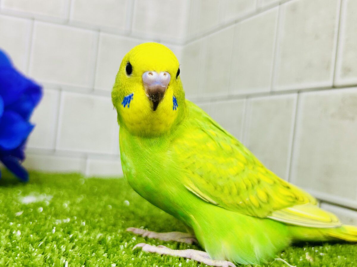 【最新画像更新☆☆】ワタワタばいちゃ👋逆タンポポ?!🌼.*セキセイインコ(イエロースパングル/2026年5月生まれ) セキセイインコ