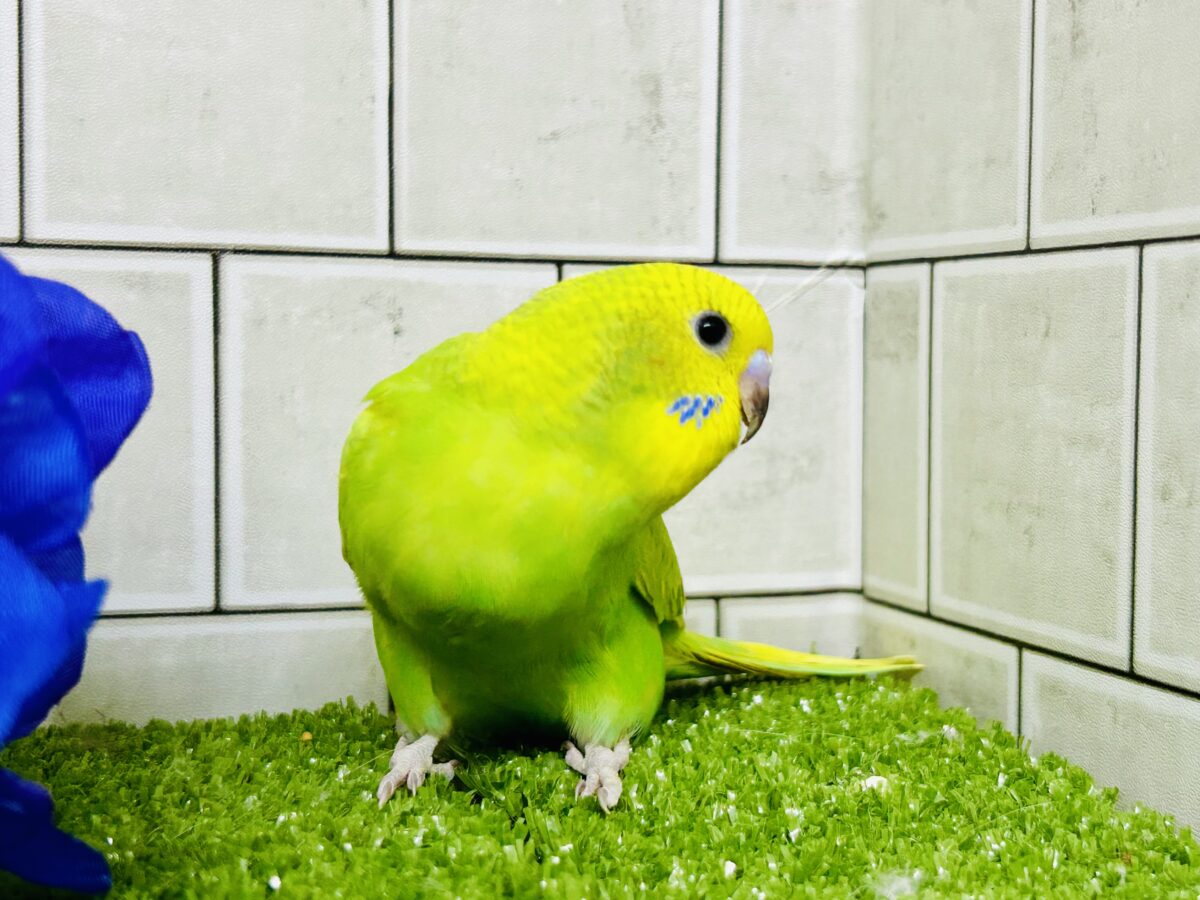 【最新画像更新☆☆】ワタワタばいちゃ👋逆タンポポ?!🌼.*セキセイインコ(イエロースパングル/2026年5月生まれ) セキセイインコ
