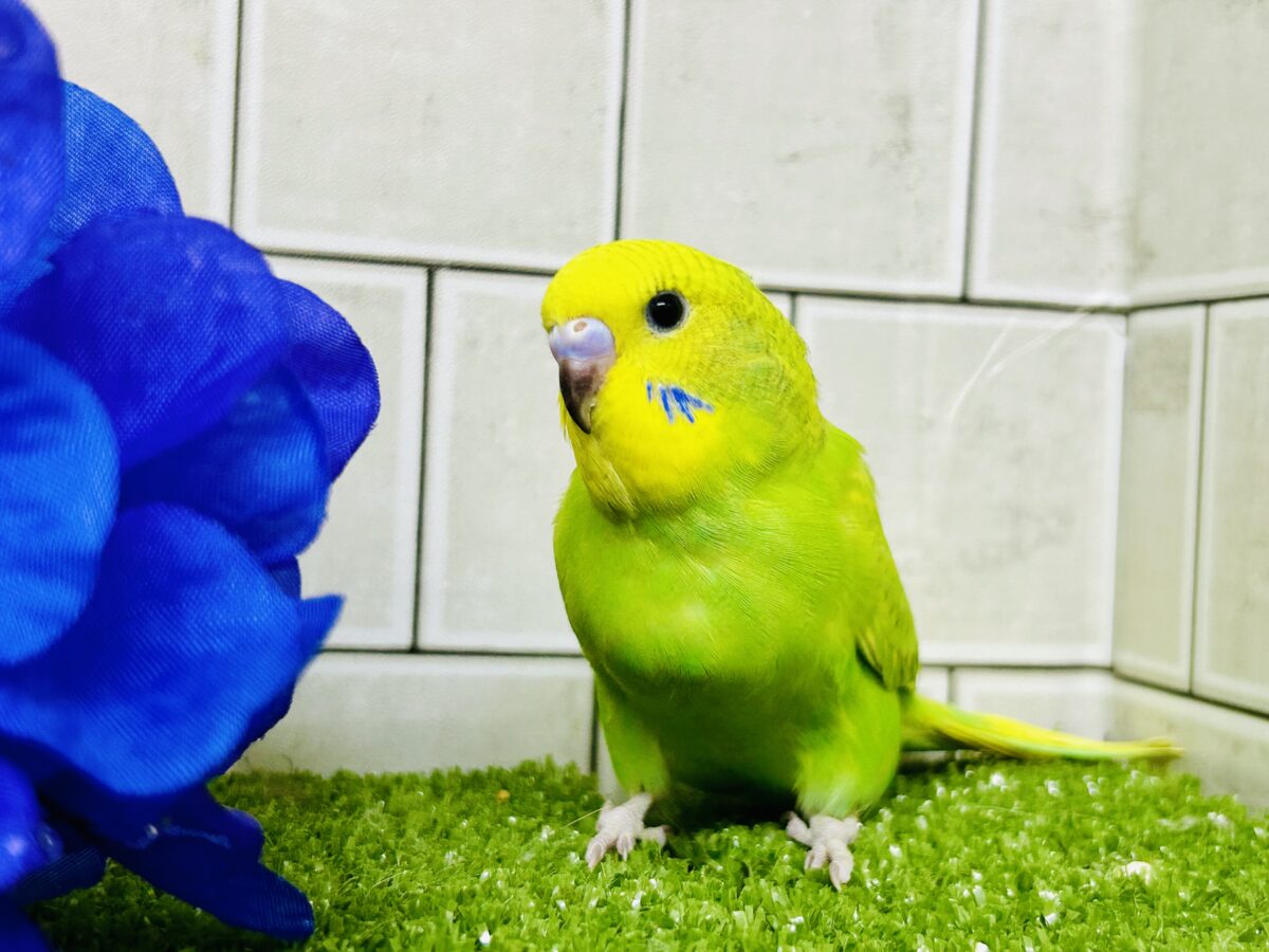 セキセイインコ
