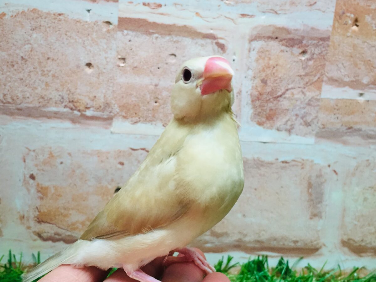 シナモン文鳥さんがやってきましたよ～(*´ω`*)💗💗