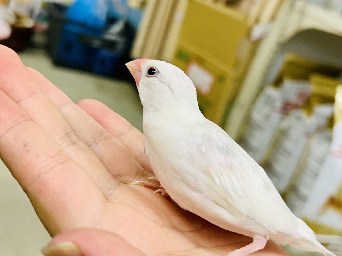 白文鳥