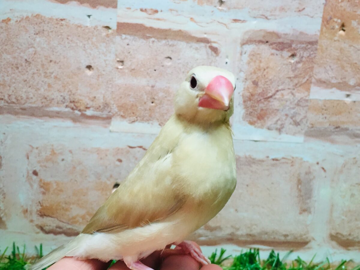 シナモン文鳥さんがやってきましたよ～(*´ω`*)💗💗