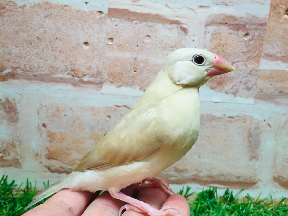 シナモン文鳥さんがやってきましたよ～(*´ω`*)💗💗