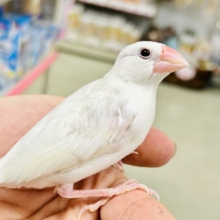 【最新画像更新☆☆】モチモチのお大福ちゃん(*’ω’*)　白文鳥