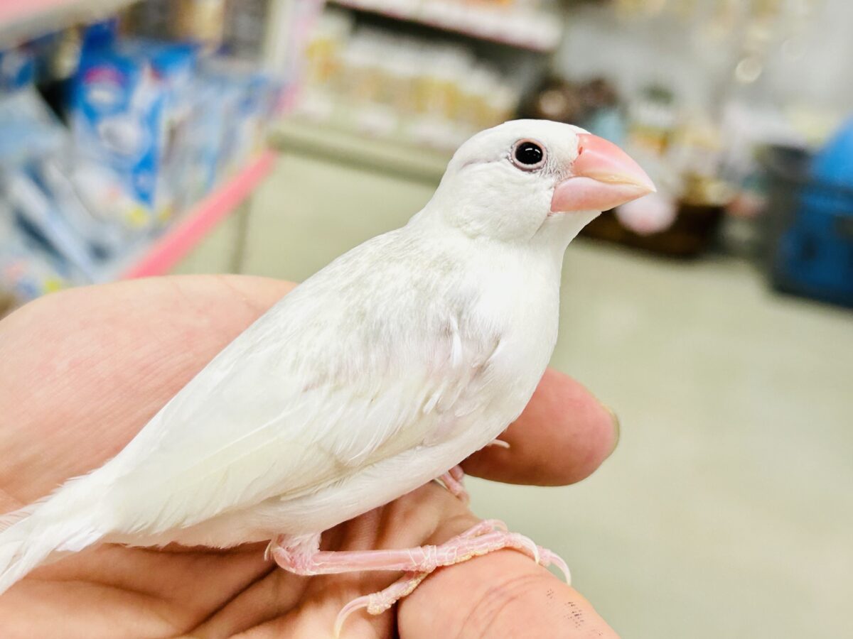 【最新画像更新☆☆】モチモチのお大福ちゃん(*’ω’*)　白文鳥