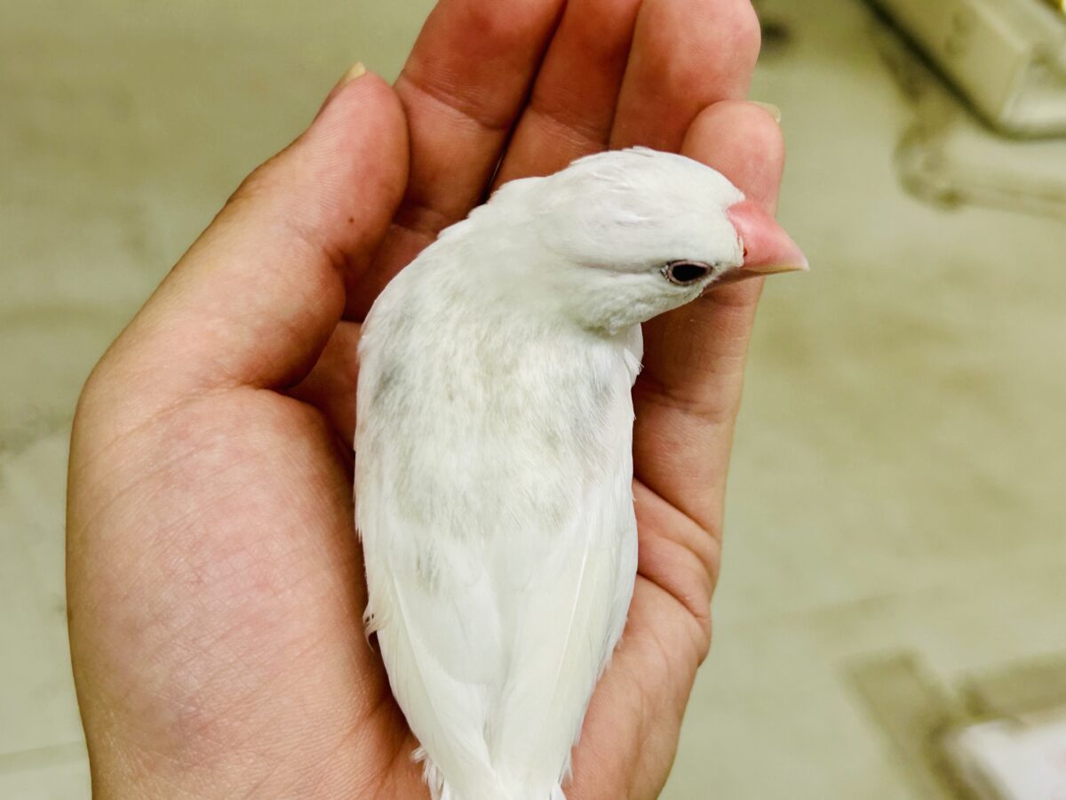 白文鳥
