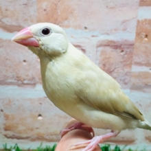 シナモン文鳥さんがやってきましたよ～(*´ω`*)💗💗