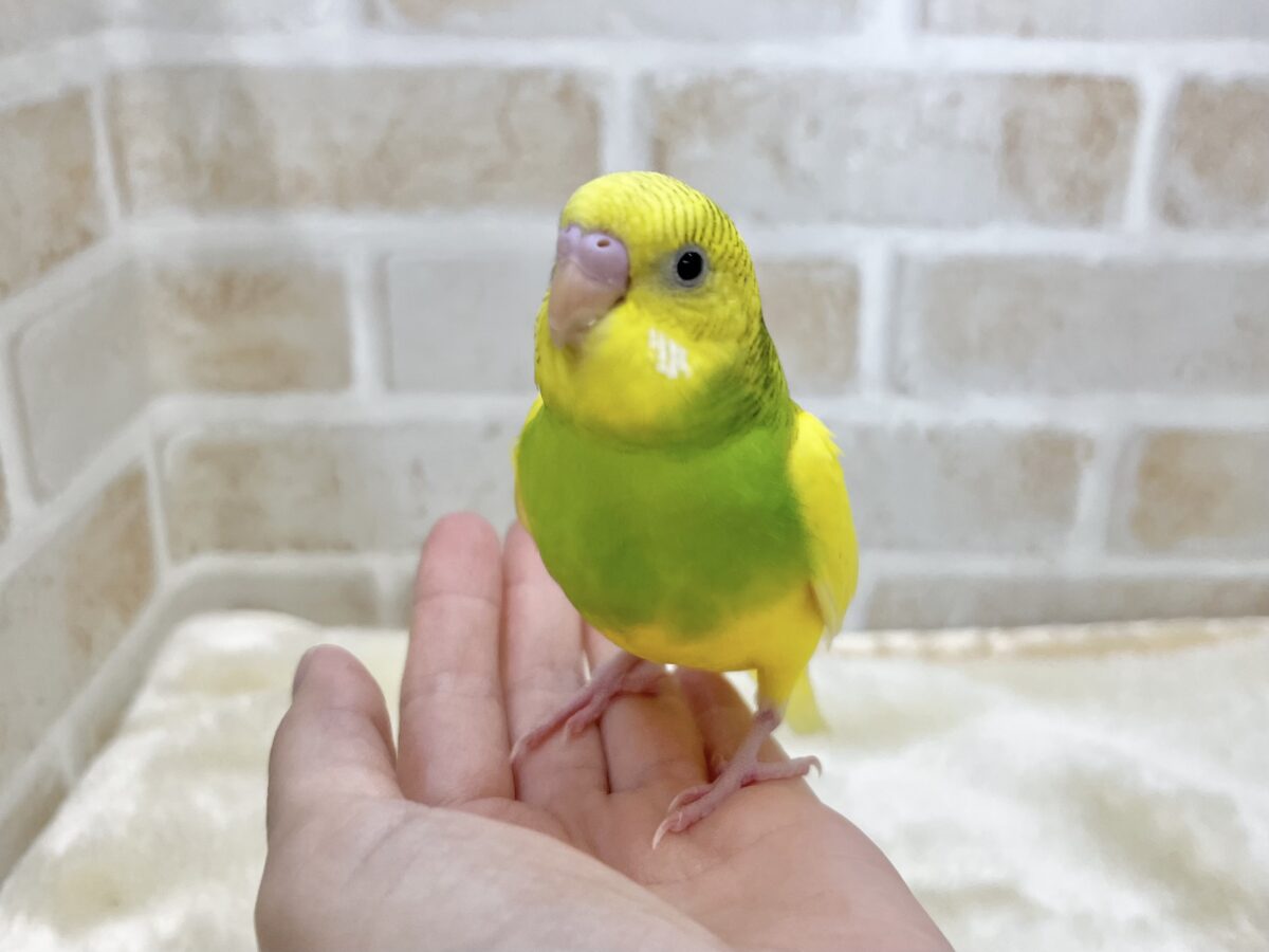 セキセイインコ