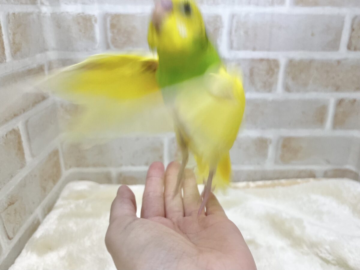 セキセイインコ