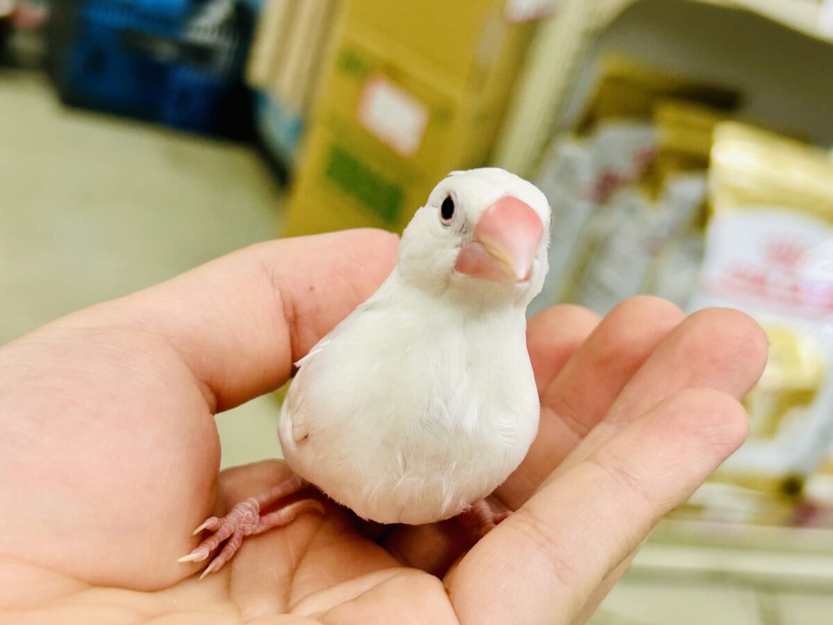 白文鳥
