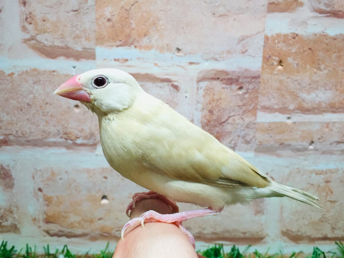 シナモン文鳥さんのがま口♪ シナモン文鳥まめがま口《 ポロポロ文鳥