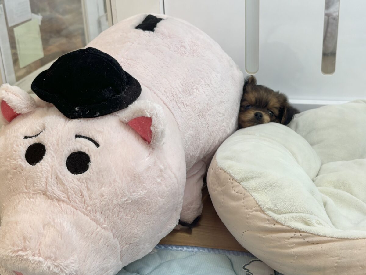 ポメプー