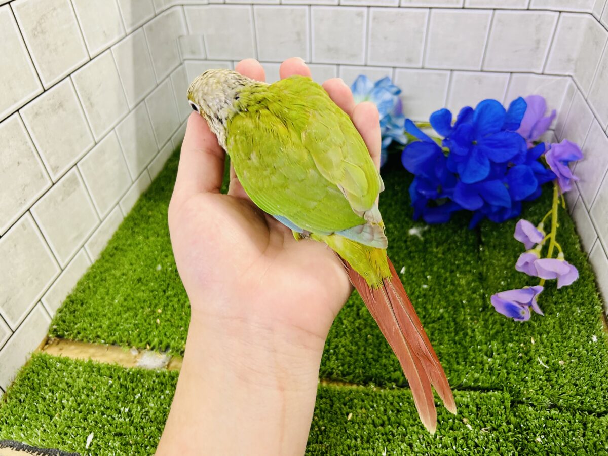 【最新画像更新☆☆】淡いカラーの人気者がやってきた♪♪ ウロコインコ ホオミドリウロコインコ