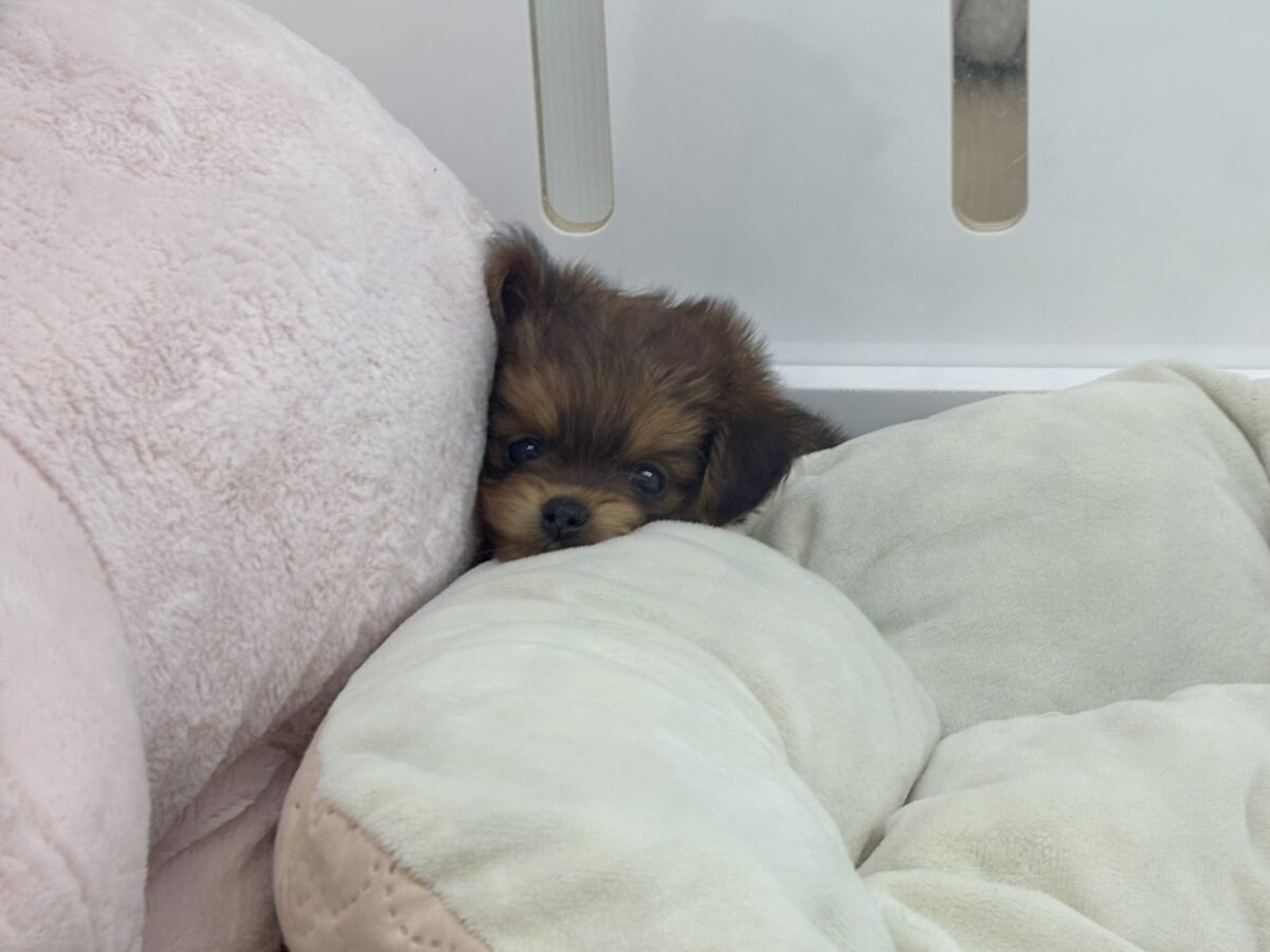 ポメプー