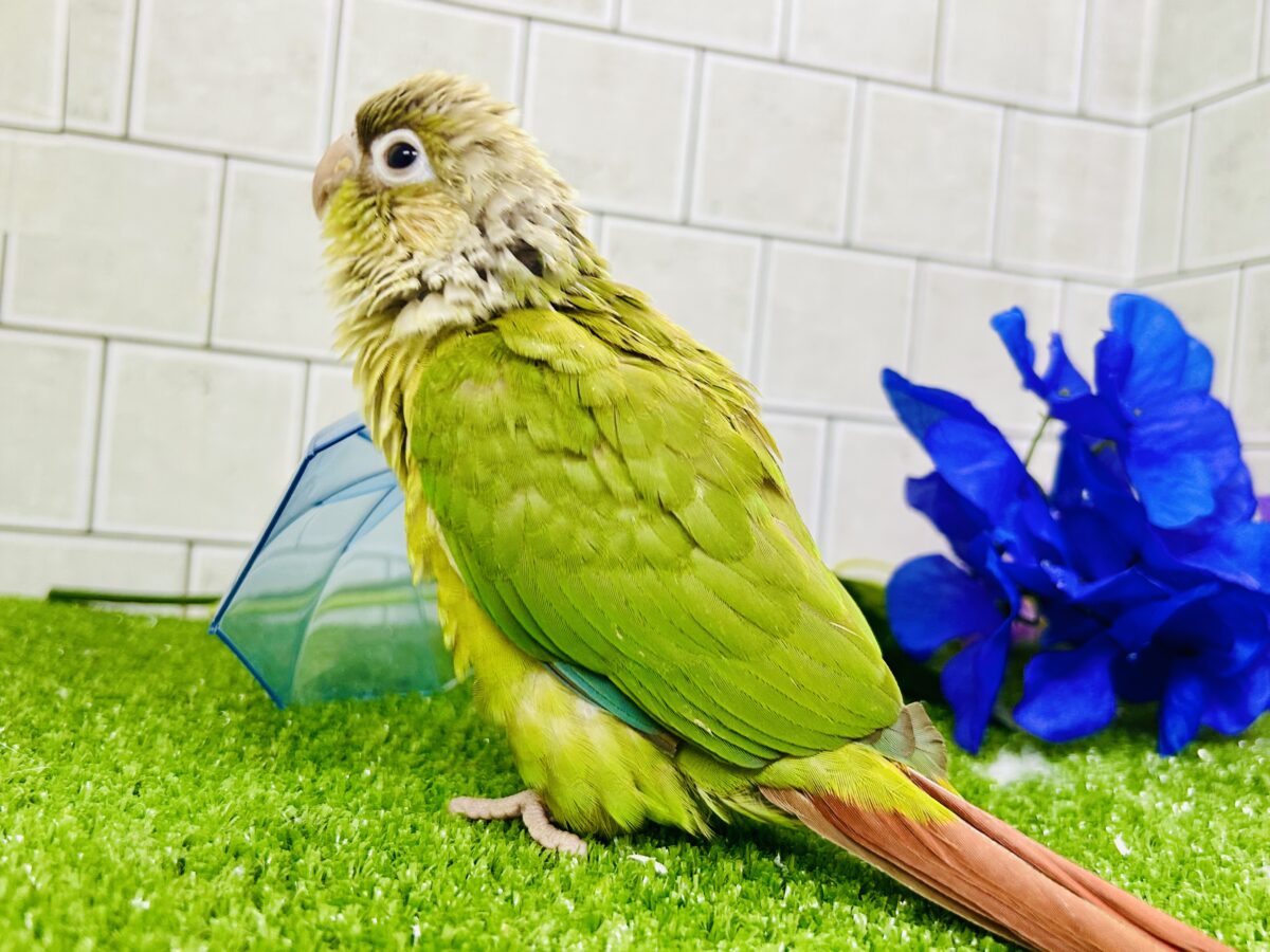 淡いカラーの人気者がやってきた♪♪ ウロコインコ